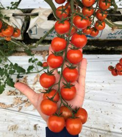 strong heavy fruit buds